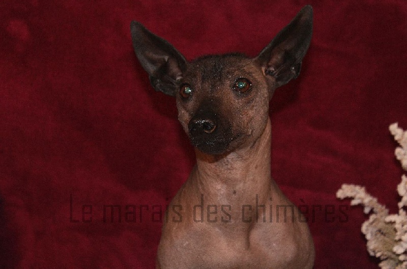 besitos Safronia