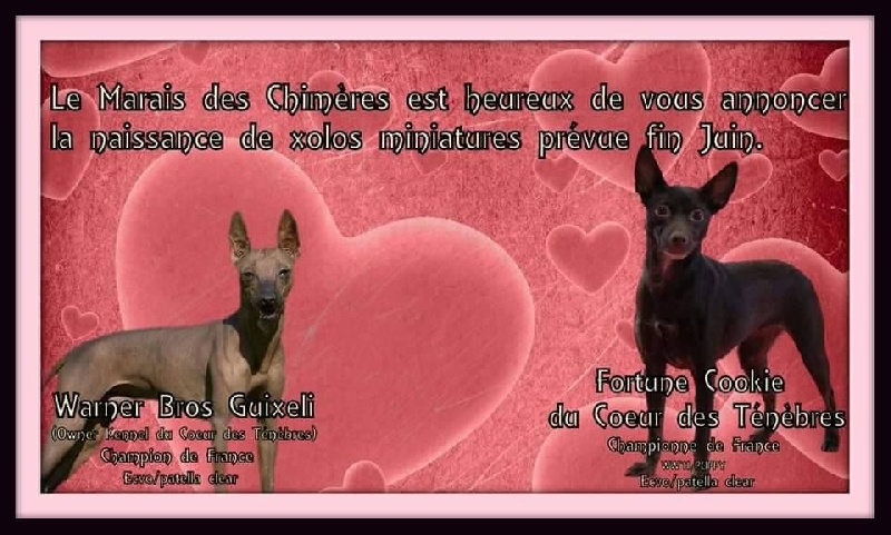 Chiot Chien nu mexicain Du Marais Des Chimeres