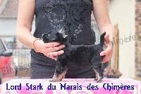 CHIOT
